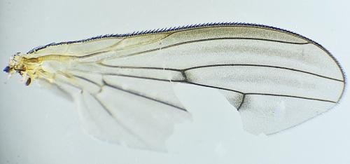 Pherbellia cinerella